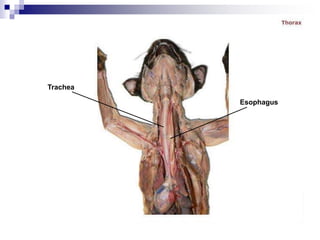 Trachea
Esophagus
 
