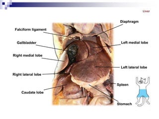 Falciform ligament
Gallbladder
Right medial lobe
Right lateral lobe
Caudate lobe
Diaphragm
Left medial lobe
Left lateral lobe
Spleen
Stomach
 