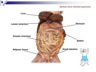 Liver
Lesser omentum
Greater omentum
Adipose tissue
Stomach
Spleen
Small intestine
 