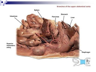 Intestines
Spleen
Pancreas
Stomach
Liver
Superior
mesenteric
artery
Diaphragm
 