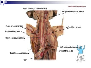 Right common carotid artery
Right brachial artery
Right axillary artery
Right subclavian artery
Brachiocephalic artery
Heart
Arch of the aorta
Left subclavian artery
Left axillary artery
Left common carotid artery
 