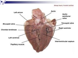 Left atrium
Bicuspid valve
Chordae tendineae
Left ventricle
Papillary muscle
Interventricular septum
Right ventricle
Tricuspid valve
Aortic
semilunar
valve
Aorta
 