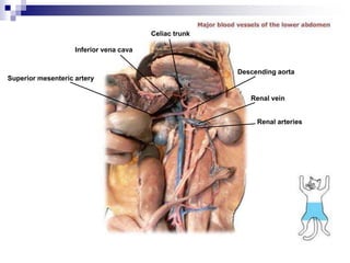 Celiac trunk
Inferior vena cava
Superior mesenteric artery
Renal vein
Descending aorta
Renal arteries
 
