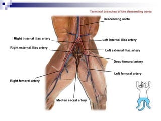 Right internal iliac artery
Right external iliac artery
Right femoral artery
Median sacral artery
Left femoral artery
Deep femoral artery
Left external iliac artery
Left internal iliac artery
Descending aorta
 