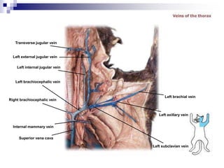 Transverse jugular vein
Left external jugular vein
Left internal jugular vein
Left brachiocephalic vein
Right brachiocephalic vein
Internal mammary vein
Superior vena cava
Left subclavian vein
Left axillary vein
Left brachial vein
 