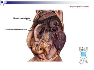 Hepatic portal vein
Superior mesenteric vein
 