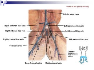 Right common iliac vein
Right internal iliac vein
Right external iliac vein
Femoral veins
Deep femoral veins Median sacral vein
Greater
saphenous
veins
Left external iliac vein
Left internal iliac vein
Left common iliac vein
Inferior vena cava
 
