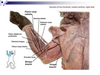Palmaris longus
Flexor digitorum
profundus
Brachioradialis
Flexor carpi
radialis
Biceps
brachii Triceps
brachii
Pronator teres
Extensor carpi
radialis
Flexor carpi ulnaris
 