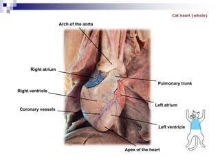 Left ventricle
Left atrium
Pulmonary trunk
Apex of the heart
Coronary vessels
Right ventricle
Right atrium
Arch of the aorta
 