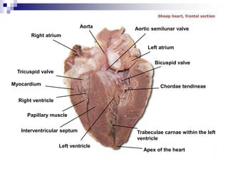 Trabeculae carnae within the left
ventricle
Aorta
Right atrium
Tricuspid valve
Myocardium
Right ventricle
Papillary muscle
Interventricular septum
Left ventricle
Apex of the heart
Chordae tendineae
Bicuspid valve
Left atrium
Aortic semilunar valve
 