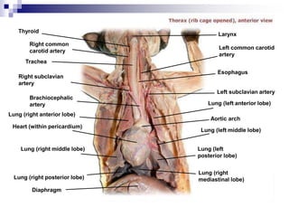 Thyroid
Right common
carotid artery
Trachea
Right subclavian
artery
Brachiocephalic
artery
Lung (right anterior lobe)
Heart (within pericardium)
Lung (right middle lobe)
Lung (right posterior lobe)
Diaphragm
Lung (right
mediastinal lobe)
Lung (left
posterior lobe)
Lung (left middle lobe)
Aortic arch
Lung (left anterior lobe)
Left subclavian artery
Esophagus
Left common carotid
artery
Larynx
 