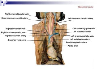 Right external jugular vein
Right common carotid artery
Right subclavian vein
Right subclavian artery
Superior vena cava
Right brachiocephalic vein
Aortic arch
Brachiocephalic artery
Left subclavian artery
Left brachiocephalic vein
Left subclavian vein
Left external jugular vein
Left common carotid artery
 