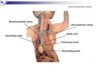 Brachiocephalic artery
Ascending aorta
Descending aorta
Pulmonary trunk
Aortic arch
Left subclavian artery
 