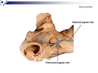 Transverse jugular vein
External jugular vein
 