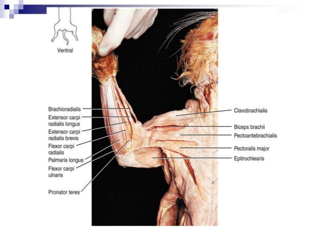 Cat dissection lab_labeled_images