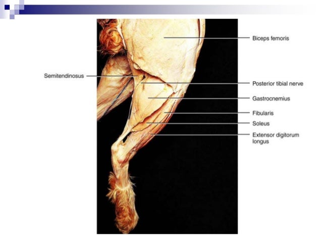 cat dissection lab_labeled_images cat dissection lab_labeled_images, Muscles