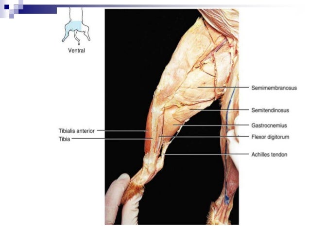 cat dissection lab_labeled_images cat dissection lab_labeled_images, Muscles