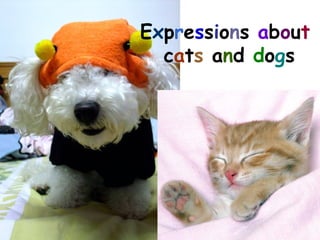 Expressions about
  cats and dogs
 