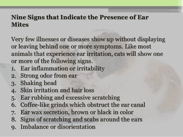 Cat Ear Infection Symptoms Cat Ear Infection Symptoms