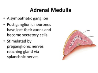 Adrenal Medulla
• A sympathetic ganglion
• Post ganglionic neurones
have lost their axons and
become secretory cells
• Stimulated by
preganglionic nerves
reaching gland via
splanchnic nerves
 
