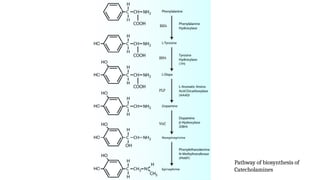 Catecholamines: Structure, Synthesis, Functions and Clinical Relevance ...