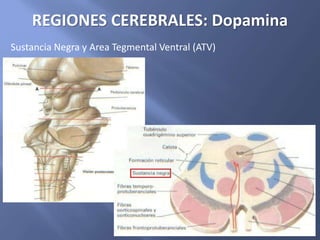 Sustancia Negra y Area Tegmental Ventral (ATV)
REGIONES CEREBRALES: Dopamina
 