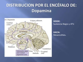 DISTRIBUCION POR EL ENCÉFALO DE:
Dopamina
DESDE:
Sustancia Negra y ATV.
HACIA:
Mesencéfalo.
 