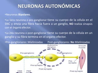 •Neuronas Bipolares.
•La 1era neurona o pre-ganglionar tiene su cuerpo de la célula en el
SNC y envía una fibra hacia fuera a un ganglio, NO realiza sinapsis
con el órgano efector.
•La 2da neurona o post-ganglionar tiene su cuerpo de la célula en un
ganglio y su fibra termina en el organo efector.
•Pre-ganglionares: Mielinizadas Post-ganglionares: No Mielinizadas
NEURONAS AUTONÓMICAS
 