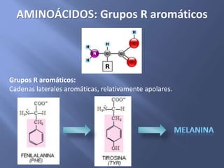 AMINOÁCIDOS: Grupos R aromáticos
Grupos R aromáticos:
Cadenas laterales aromáticas, relativamente apolares.
 