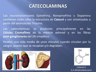 Los neurotransmisores Epinefrina, Norepinefrina y Dopamina
contienen todos ellos la estructura de Catecol y son sintetizadas a
partir del aminoácido Tirosina.
Las catecolaminas se producen principalmente en las
Células Cromafines de la médula adrenal y en las fibras
post-ganglionares del SN simpático.
Poseen una vida media de unos minutos cuando circulan por la
sangre, puesto que se recaptan y/o degradan.
CATECOLAMINAS
Catecol ó
2,3-dihidroxibenceno
 