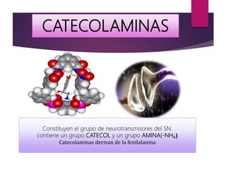 CATECOLAMINAS
Constituyen el grupo de neurotransmisores del SN.
contiene un grupo CATECOL y un grupo AMINA(-NH₂)
Catecolaminas derivan de la fenilalanina
 