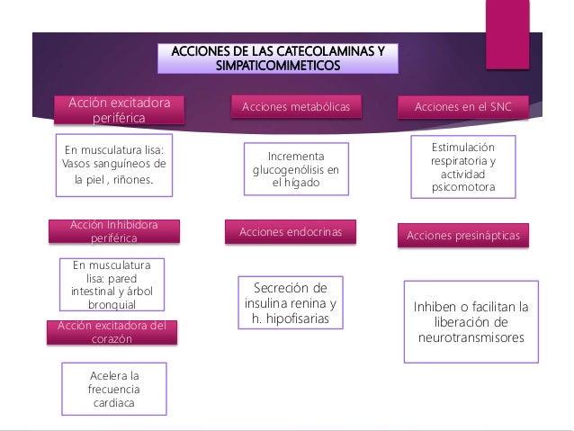 ACCIONES DE LAS CATECOLAMINAS Y
SIMPATICOMIMETICOS
Acción excitadora
periférica
Acciones metabólicas
Acción Inhibidora
per...