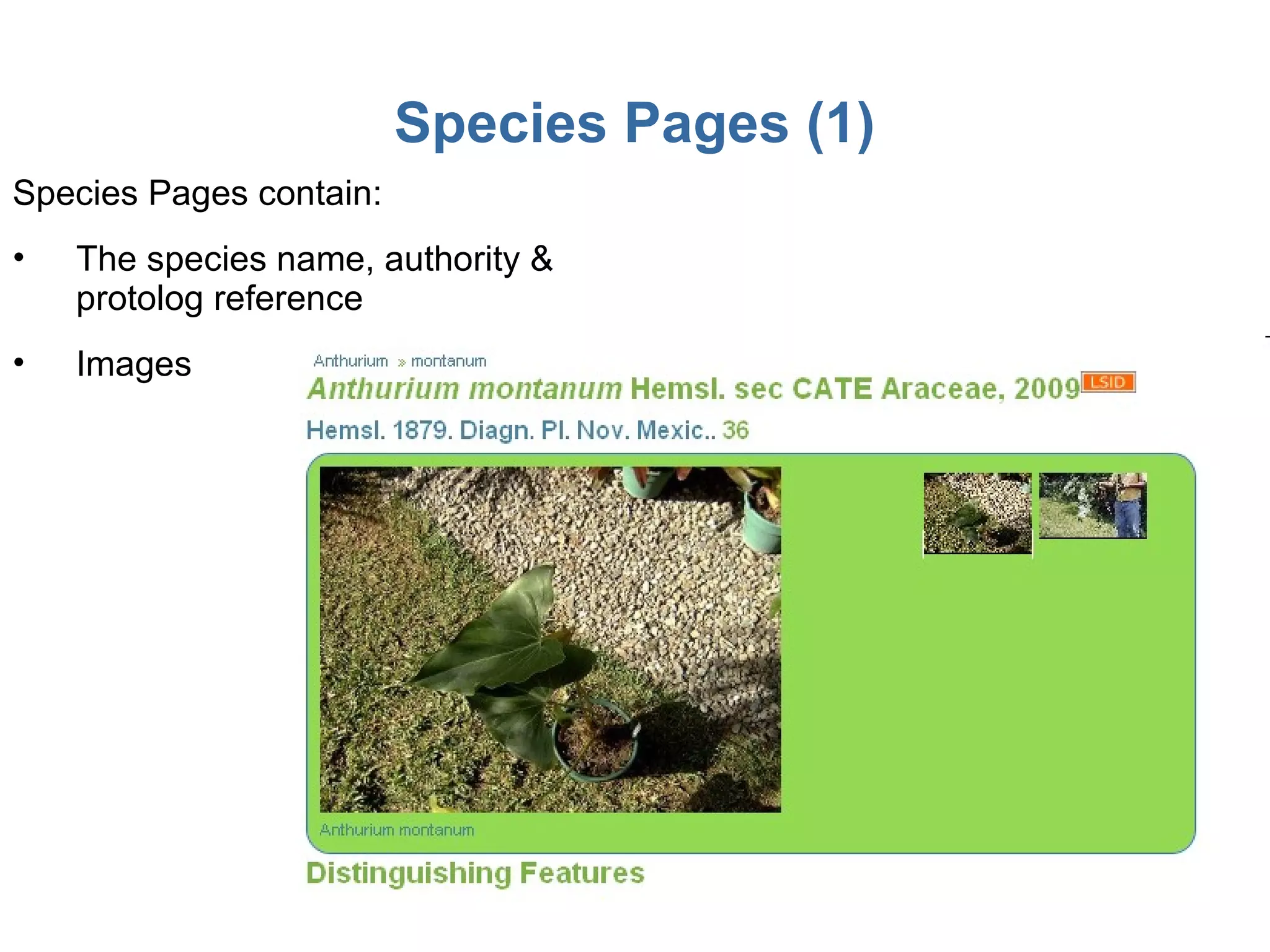 Species Pages (1) Species Pages contain: The species name, authority & protolog reference Images 