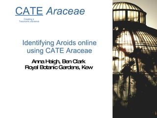 Identifying Aroids online using CATE Araceae ,[object Object],[object Object],CATE   Araceae Creating a  Taxonomic eScience 