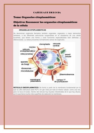 CATEDRA DE BIOLOGIA

Tema: Organelos citoplasmáticos
Objetivo: Reconocer los organelos citoplasmáticos
de la célula
ORGANELAS CITOPLASMATICAS
Se denominan orgánulos llamados también organelas, organelos o mejor elementos
celulares, a las diferentes estructuras suspendidas en el citoplasma de una célula
eucariota, que tienen una forma y unas funciones especializadas bien definidas y
diferenciadas. La célula procariota normalmente carece de orgánulos.

RETICULO ENDOPLASMATICO: Se formó a partir de la membrana fundamental por lo
que su ultra estructura será PLP ó en gel. Esta por todo el interior celular, como una red,
pero no toca el núcleo. Dentro del retículo hay líquidos intersticiales de lo que hay afuera,
por lo que tiene mucha más superficie de selección la membrana.

 