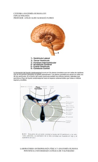CÁTEDRA ANATOMÍA HUMANA EFI
ESPLACNOLOGÍA
PROFESOR ATILIO ALDO ALMAGIÀ FLORES




La formación del líquido cerebroespinal ocurre en los plexos coroideos que son redes de capilares
que se encuentran adosados al epitelio ependimario. Los plexos coroideos se ubican en cada uno
de los ventrículos. En el techo del cuarto ventrículo existen los orificios central y laterales que
permitne el flujo de líquido cerebroespinal hacia el espacio subaracnoideo que rodea a médula
espinal y encéfalo.




         LABORATORIO ANTROPOLOGÍA FÍSICA Y ANATOMÍA HUMANA
            PONTIFÍCIA UNIVERSIDAD CATÓLICA DE VALPARAÍSO
 