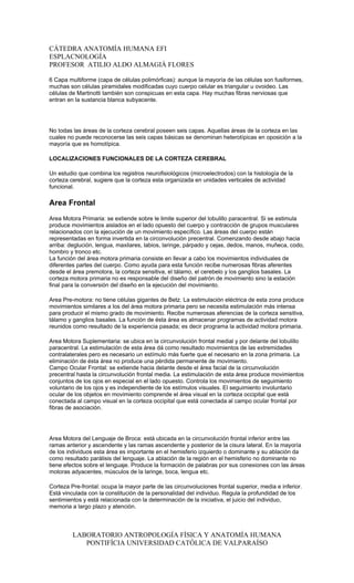 CÁTEDRA ANATOMÍA HUMANA EFI
ESPLACNOLOGÍA
PROFESOR ATILIO ALDO ALMAGIÀ FLORES

6 Capa multiforme (capa de células polimórficas): aunque la mayoría de las células son fusiformes,
muchas son células piramidales modificadas cuyo cuerpo celular es triangular u ovoideo. Las
células de Martinotti también son conspicuas en esta capa. Hay muchas fibras nerviosas que
entran en la sustancia blanca subyacente.




No todas las áreas de la corteza cerebral poseen seis capas. Aquellas áreas de la corteza en las
cuales no puede reconocerse las seis capas básicas se denominan heterotípicas en oposición a la
mayoría que es homotípica.

LOCALIZACIONES FUNCIONALES DE LA CORTEZA CEREBRAL

Un estudio que combina los registros neurofisiológicos (microelectrodos) con la histología de la
corteza cerebral, sugiere que la corteza esta organizada en unidades verticales de actividad
funcional.

Area Frontal
Area Motora Primaria: se extiende sobre le limite superior del lobulillo paracentral. Si se estimula
produce movimientos aislados en el lado opuesto del cuerpo y contracción de grupos musculares
relacionados con la ejecución de un movimiento específico. Las áreas del cuerpo están
representadas en forma invertida en la circonvolución precentral. Comenzando desde abajo hacia
arriba: deglución, lengua, maxilares, labios, laringe, párpado y cejas, dedos, manos, muñeca, codo,
hombro y tronco etc.
La función del área motora primaria consiste en llevar a cabo los movimientos individuales de
diferentes partes del cuerpo. Como ayuda para esta función recibe numerosas fibras aferentes
desde el área premotora, la corteza sensitiva, el tálamo, el cerebelo y los ganglios basales. La
corteza motora primaria no es responsable del diseño del patrón de movimiento sino la estación
final para la conversión del diseño en la ejecución del movimiento.

Area Pre-motora: no tiene células gigantes de Betz. La estimulación eléctrica de esta zona produce
movimientos similares a los del área motora primaria pero se necesita estimulación más intensa
para producir el mismo grado de movimiento. Recibe numerosas aferencias de la corteza sensitiva,
tálamo y ganglios basales. La función de ésta área es almacenar programas de actividad motora
reunidos como resultado de la experiencia pasada; es decir programa la actividad motora primaria.

Area Motora Suplementaria: se ubica en la circunvolución frontal medial y por delante del lobulillo
paracentral. La estimulación de esta área dá como resultado movimientos de las extremidades
contralaterales pero es necesario un estímulo más fuerte que el necesario en la zona primaria. La
eliminación de ésta área no produce una pérdida permanente de movimiento.
Campo Ocular Frontal: se extiende hacia delante desde el área facial de la circunvolución
precentral hasta la circunvolución frontal media. La estimulación de esta área produce movimientos
conjuntos de los ojos en especial en el lado opuesto. Controla los movimientos de seguimiento
voluntario de los ojos y es independiente de los estímulos visuales. El seguimiento involuntario
ocular de los objetos en movimiento comprende el área visual en la corteza occipital que está
conectada al campo visual en la corteza occipital que está conectada al campo ocular frontal por
fibras de asociación.




Area Motora del Lenguaje de Broca: está ubicada en la circunvolución frontal inferior entre las
ramas anterior y ascendente y las ramas ascendente y posterior de la cisura lateral. En la mayoría
de los individuos esta área es importante en el hemisferio izquierdo o dominante y su ablación da
como resultado parálisis del lenguaje. La ablación de la región en el hemisferio no dominante no
tiene efectos sobre el lenguaje. Produce la formación de palabras por sus conexiones con las áreas
motoras adyacentes, músculos de la laringe, boca, lengua etc.

Corteza Pre-frontal: ocupa la mayor parte de las circunvoluciones frontal superior, media e inferior.
Está vinculada con la constitución de la personalidad del individuo. Regula la profundidad de los
sentimientos y está relacionada con la determinación de la iniciativa, el juicio del individuo,
memoria a largo plazo y atención.



         LABORATORIO ANTROPOLOGÍA FÍSICA Y ANATOMÍA HUMANA
            PONTIFÍCIA UNIVERSIDAD CATÓLICA DE VALPARAÍSO
 