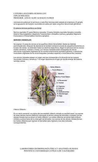 CÁTEDRA ANATOMÍA HUMANA EFI
ESPLACNOLOGÍA
PROFESOR ATILIO ALDO ALMAGIÀ FLORES

nerviosos envueltos por el perineuro y cada fibra nerviosa está rodeada de endoneuro. El ganglio
es la agrupación de cuerpos neuronales envueltos por tejido conjuntivo denominado glomérulo.

El sistema nervioso periférico se divide:

Nervios espinales 31 pares Nervios craneales 12 pares Ganglios espinales Ganglios craneales
Sistema Neurovegetativo -Segmento Toracolumbar o Simpático (nervios y ganglios) Segmento
Craneosacro o Parasimpático (nervios y ganglios)

NERVIOS CRANEALES

Se originan 12 pares de nervios en la superficie inferior del encéfalo, desde las distintas
porcionesde este. Después de abandonar la cavidad craneana a través de pequeños foramenes en
la base del cráneo, se extienden hasta sus destinos específicos. Según la estructura de los nervios
existen sensitivos, motores o mixtos. Los nervios craneales están encargados de inervar
estructuras musculares originados de los somitos embrionarios (somática general), o estructuras
musculares originadas de los arcos braquiales (somático especial) o musculatura lisa (visceral).

Los nervios craneales poseen un origen real que corresponde a la ubicación de los cuerpos
neuronales motores o sensitivos. Y el origen aparente es el lugar por donde emerge del sistema
nervioso central.




I Nervio Olfatorio

Es un nervio sensorial, se origina del neuroepitelio olfatorio ubicado en cavidad nasal. Los axones
de estas células (nervios olfatorios) atraviesan la lámina cribosa del etmoides y sinaptan con las
células mitrales que se ubican en bulbo olfatorio. Los bulbos olfatorios se ubican bajo el lóbulo
orbitario,a ambos lados de la crista galli del etmoides. Los axones de las células mitrales forman
los tractos olfatorios que ingresan al diencéfalo para ingresan a las área corticales
correspondientes.




         LABORATORIO ANTROPOLOGÍA FÍSICA Y ANATOMÍA HUMANA
            PONTIFÍCIA UNIVERSIDAD CATÓLICA DE VALPARAÍSO
 