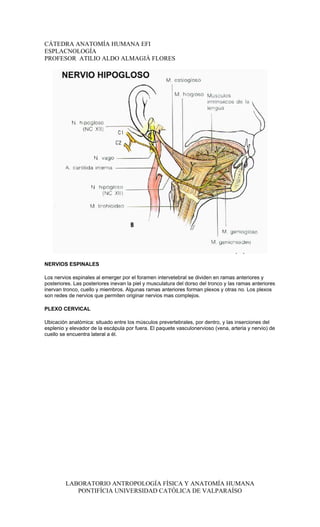 CÁTEDRA ANATOMÍA HUMANA EFI
ESPLACNOLOGÍA
PROFESOR ATILIO ALDO ALMAGIÀ FLORES




NERVIOS ESPINALES

Los nervios espinales al emerger por el foramen intervetebral se dividen en ramas anteriores y
posteriores. Las posteriores inevan la piel y musculatura del dorso del tronco y las ramas anteriores
inervan tronco, cuello y miembros. Algunas ramas anteriores forman plexos y otras no. Los plexos
son redes de nervios que permiten originar nervios mas complejos.

PLEXO CERVICAL

Ubicación anatómica: situado entre los músculos prevertebrales, por dentro, y las inserciones del
esplenio y elevador de la escápula por fuera. El paquete vasculonervioso (vena, arteria y nervio) de
cuello se encuentra lateral a él.




         LABORATORIO ANTROPOLOGÍA FÍSICA Y ANATOMÍA HUMANA
            PONTIFÍCIA UNIVERSIDAD CATÓLICA DE VALPARAÍSO
 
