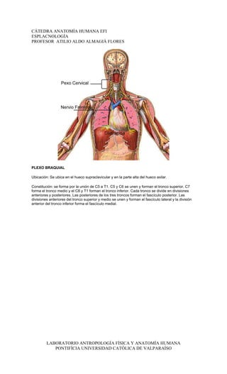 CÁTEDRA ANATOMÍA HUMANA EFI
ESPLACNOLOGÍA
PROFESOR ATILIO ALDO ALMAGIÀ FLORES




PLEXO BRAQUIAL

Ubicación: Se ubica en el hueco supraclavicular y en la parte alta del hueco axilar.

Constitución: se forma por la unión de C5 a T1. C5 y C6 se unen y forman el tronco superior, C7
forma el tronco medio y el C8 y T1 forman el tronco inferior. Cada tronco se divide en divisiones
anteriores y posteriores. Las posteriores de los tres troncos forman el fascículo posterior. Las
divisiones anteriores del tronco superior y medio se unen y forman el fascículo lateral y la división
anterior del tronco inferior forma el fascículo medial.




         LABORATORIO ANTROPOLOGÍA FÍSICA Y ANATOMÍA HUMANA
            PONTIFÍCIA UNIVERSIDAD CATÓLICA DE VALPARAÍSO
 