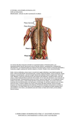 CÁTEDRA ANATOMÍA HUMANA EFI
ESPLACNOLOGÍA
PROFESOR ATILIO ALDO ALMAGIÀ FLORES




Los ramos del plexo braquial se dividen en supraclaviculares e infraclaviculares. Los
supraclaviculares inervan estructuras como el serrato anterior, supraespinoso, infraespinoso,
articulaciones. Los infraclaviculares se originan de los fascículos e inervan a músculos pectorales y
músculos y región cutánea del miembro superior y hombro. Existen cinco ramas terminales.

Axilar, inerva a deltoides y teres menor y la piel de la región deltoidea y cara lateral superior del
brazo. Inerva la articulación acromioclavicular y hombro. Musculocutáneo, inerva a braquial, bíceps
braquial y coracobraquial, y piel de la región lateral del antebrazo hasta la región tenar. Inerva el
codo. Mediano, inerva los músculos de la cara anterior del antebrazo, excepto el flexor ulnar del
carpo y mitad medial del flexor profundo de los dedos. En la mano da inervación a los músculos de
la eminencia tenar. Sensitivamente inerva a la mano. Inerva al codo Ulnar, en el antebrazo inerva
al flexor ulnar del carpo y mitad medial del flexor profundo de los dedos, en la mano inerva los
músculos de la eminencia tenar, los interóseos y lumbricales. Su territorio cutáneo es en la mano.
Inerva al codo y muñeca. Radial, Es el ramo mas grueso del plexo braquial. Inerva al tríceps
braquial, los músculos posteriores del antebrazo. El territorio sensitivo comprende en el brazo la
cara posterior y la mitad inferior de su cara ventrolateral, en el antebrazo la parte mediana de la
cara posterior, en la mano, una estrecha zona de la tenar, el dorso de la mano y de los dedos.
Inerva muñeca.




         LABORATORIO ANTROPOLOGÍA FÍSICA Y ANATOMÍA HUMANA
            PONTIFÍCIA UNIVERSIDAD CATÓLICA DE VALPARAÍSO
 