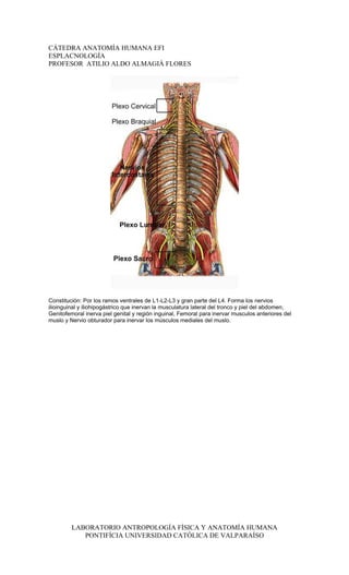 CÁTEDRA ANATOMÍA HUMANA EFI
ESPLACNOLOGÍA
PROFESOR ATILIO ALDO ALMAGIÀ FLORES




Constitución: Por los ramos ventrales de L1-L2-L3 y gran parte del L4. Forma los nervios
ilioinguinal y iliohipogástrico que inervan la musculatura lateral del tronco y piel del abdomen,
Genitofemoral inerva piel genital y región inguinal, Femoral para inervar musculos anteriores del
muslo y Nervio obturador para inervar los músculos mediales del muslo.




         LABORATORIO ANTROPOLOGÍA FÍSICA Y ANATOMÍA HUMANA
            PONTIFÍCIA UNIVERSIDAD CATÓLICA DE VALPARAÍSO
 