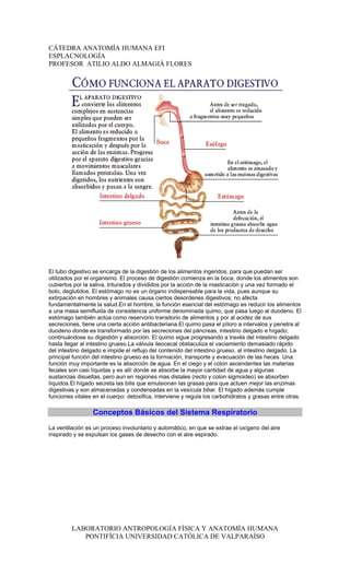 CÁTEDRA ANATOMÍA HUMANA EFI
ESPLACNOLOGÍA
PROFESOR ATILIO ALDO ALMAGIÀ FLORES




El tubo digestivo se encarga de la digestión de los alimentos ingeridos, para que puedan ser
utilizados por el organismo. El proceso de digestión comienza en la boca, donde los alimentos son
cubiertos por la saliva, triturados y divididos por la acción de la masticación y una vez formado el
bolo, deglutidos. El estómago no es un órgano indispensable para la vida, pues aunque su
extirpación en hombres y animales causa ciertos desordenes digestivos, no afecta
fundamentalmente la salud.En el hombre, la función esencial del estómago es reducir los alimentos
a una masa semifluida de consistencia uniforme denominada quimo, que pasa luego al duodeno. El
estómago también actúa como reservorio transitorio de alimentos y por al acidez de sus
secreciones, tiene una cierta acción antibacteriana.El quimo pasa el píloro a intervalos y penetra al
duodeno donde es transformado por las secreciones del páncreas, intestino delgado e hígado;
continuándose su digestión y absorción. El quimo sigue progresando a través del intestino delgado
hasta llegar al intestino grueso.La válvula ileocecal obstaculiza el vaciamiento demasiado rápido
del intestino delgado e impide el reflujo del contenido del intestino grueso. al intestino delgado. La
principal función del intestino grueso es la formación, transporte y evacuación de las heces. Una
función muy importante es la absorción de agua. En el ciego y el colon ascendentes las materias
fecales son casi líquidas y es allí donde se absorbe la mayor cantidad de agua y algunas
sustancias disueltas, pero aun en regiones mas distales (recto y colon sigmoideo) se absorben
líquidos.El hígado secreta las bilis que emulsionan las grasas para que actuen mejor las enzimas
digestivas y son almacenadas y condensadas en la vesícula biliar. El hígado además cumple
funciones vitales en el cuerpo: detoxifica, interviene y regula los carbohidratos y grasas entre otras.

                  Conceptos Básicos del Sistema Respiratorio
La ventilación es un proceso involuntario y automático, en que se extrae el oxígeno del aire
inspirado y se expulsan los gases de desecho con el aire espirado.




         LABORATORIO ANTROPOLOGÍA FÍSICA Y ANATOMÍA HUMANA
            PONTIFÍCIA UNIVERSIDAD CATÓLICA DE VALPARAÍSO
 