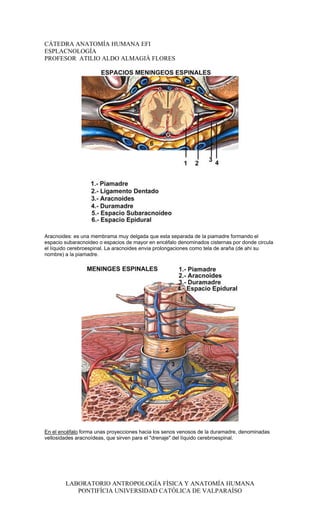 CÁTEDRA ANATOMÍA HUMANA EFI
ESPLACNOLOGÍA
PROFESOR ATILIO ALDO ALMAGIÀ FLORES




Aracnoides: es una membrama muy delgada que esta separada de la piamadre formando el
espacio subaracnoideo o espacios de mayor en encéfalo denominados cisternas por donde circula
el líquido cerebroespinal. La aracnoides envia prolongaciones como tela de araña (de ahí su
nombre) a la piamadre.




En el encéfalo forma unas proyecciones hacia los senos venosos de la duramadre, denominadas
vellosidades aracnoídeas, que sirven para el "drenaje" del líquido cerebroespinal.




        LABORATORIO ANTROPOLOGÍA FÍSICA Y ANATOMÍA HUMANA
           PONTIFÍCIA UNIVERSIDAD CATÓLICA DE VALPARAÍSO
 