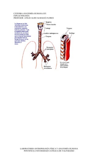 CÁTEDRA ANATOMÍA HUMANA EFI
ESPLACNOLOGÍA
PROFESOR ATILIO ALDO ALMAGIÀ FLORES




     LABORATORIO ANTROPOLOGÍA FÍSICA Y ANATOMÍA HUMANA
        PONTIFÍCIA UNIVERSIDAD CATÓLICA DE VALPARAÍSO
 