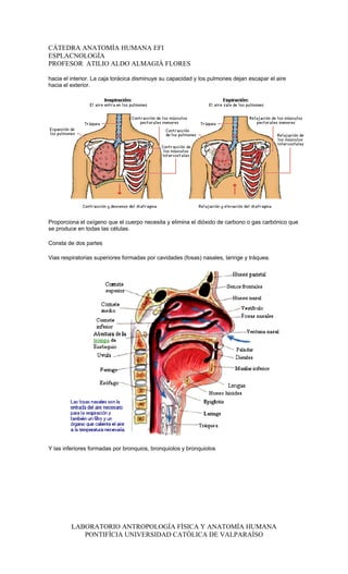 CÁTEDRA ANATOMÍA HUMANA EFI
ESPLACNOLOGÍA
PROFESOR ATILIO ALDO ALMAGIÀ FLORES

hacia el interior. La caja torácica disminuye su capacidad y los pulmones dejan escapar el aire
hacia el exterior.




Proporciona el oxígeno que el cuerpo necesita y elimina el dióxido de carbono o gas carbónico que
se produce en todas las células.

Consta de dos partes

Vias respiratorias superiores formadas por cavidades (fosas) nasales, laringe y tráquea.




Y las inferiores formadas por bronquios, bronquiolos y bronquiolos




         LABORATORIO ANTROPOLOGÍA FÍSICA Y ANATOMÍA HUMANA
            PONTIFÍCIA UNIVERSIDAD CATÓLICA DE VALPARAÍSO
 