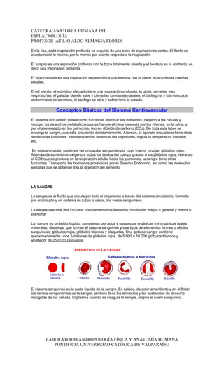 CÁTEDRA ANATOMÍA HUMANA EFI
ESPLACNOLOGÍA
PROFESOR ATILIO ALDO ALMAGIÀ FLORES

En la risa, cada inspiración profunda va seguida de una serie de espiraciones cortas. El llanto es
exactamente lo mismo, por lo menos por cuanto respecta a la respiración.

El suspiro es una espiración profunda con la boca totalmente abierta y el bostezo es lo contrario, es
decir una inspiración profunda.

El hipo consiste en una inspiración espasmódica que termina con el cierre brusco de las cuerdas
vocales.

En el vómito, el individuo afectado tiene una respiración profunda, la glotis cierra las vias
respiratorias, el paladar blando sube y cierra las cavidades nasales, el diafragma y los músculos
abdominales se contraen, el esófago se abre y sobreviene la arcada.

               Conceptos Básicos del Sistema Cardiovascular
El sistema circulatorio posee como función el distribuir los nutrientes, oxigeno a las células y
recoger los desechos metabólicos que se han de eliminar después por los riñones, en la orina, y
por el aire exalado en los pulmones, rico en dióxido de carbono (CO2). De toda esta labor se
encarga la sangre, que está circulando constantemente. Además, el aparato circulatorio tiene otras
destacadas funciones: interviene en las defensas del organismo, regula la temperatura corporal,
etc.

 En esta animación podemos ver un capilar sanguíneo por cuyo interior circulan glóbulos rojos.
Además de suministrar oxígeno a todos los tejidos del cuerpo gracias a los glóbulos rojos, retirando
el CO2 que se produce en la respiración celular hacia los pulmones, la sangre tiene otras
funciones. Transporta las hormonas producidas por el Sistema Endocrino, así como las moléculas
sencillas que se obtienen tras la digestión del alimento.




LA SANGRE

La sangre es el fluido que circula por todo el organismo a través del sistema circulatorio, formado
por el corazón y un sistema de tubos o vasos, los vasos sanguíneos.

La sangre describe dos circuitos complementarios llamados circulación mayor o general y menor o
pulmonar

La sangre es un tejido líquido, compuesto por agua y sustancias orgánicas e inorgánicas (sales
minerales) disueltas, que forman el plasma sanguíneo y tres tipos de elementos formes o células
sanguíneas: glóbulos rojos, glóbulos blancos y plaquetas. Una gota de sangre contiene
aproximadamente unos 5 millones de glóbulos rojos, de 5.000 a 10.000 glóbulos blancos y
alrededor de 250.000 plaquetas.




El plasma sanguíneo es la parte líquida de la sangre. Es salado, de color amarillento y en él flotan
los demás componentes de la sangre, también lleva los alimentos y las sustancias de desecho
recogidas de las células. El plasma cuando se coagula la sangre, origina el suero sanguíneo.




         LABORATORIO ANTROPOLOGÍA FÍSICA Y ANATOMÍA HUMANA
            PONTIFÍCIA UNIVERSIDAD CATÓLICA DE VALPARAÍSO
 