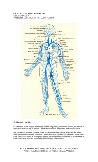 CÁTEDRA ANATOMÍA HUMANA EFI
ESPLACNOLOGÍA
PROFESOR ATILIO ALDO ALMAGIÀ FLORES




El Sistema Linfático

La linfa es un líquido incoloro formado por plasma sanguíneo y por glóbulos blancos, en realidad es
la parte de la sangre que se escapa o sobra de los capilares sanguíneos al ser estos porosos.

Los vasos linfáticas tienen forma de rosario por las muchas válvulas que llevan, también tienen
unos abultamientos llamados linfonodos o ganglios linfáticos que se notan sobre todo en las axilas,
ingle, cuello etc. En ellos se originan los glóbulos blancos. El sistema linfático sirve de transporte a
los ácidos grasos, defensas y regulación de los líquidos extracelulares.




         LABORATORIO ANTROPOLOGÍA FÍSICA Y ANATOMÍA HUMANA
            PONTIFÍCIA UNIVERSIDAD CATÓLICA DE VALPARAÍSO
 