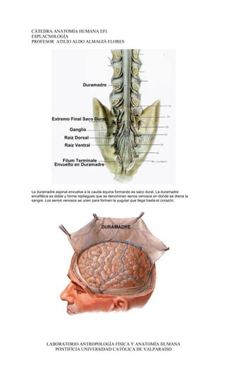CÁTEDRA ANATOMÍA HUMANA EFI
ESPLACNOLOGÍA
PROFESOR ATILIO ALDO ALMAGIÀ FLORES




La duramadre espinal envuelve a la cauda equina formando es saco dural. La duramadre
encefálica es doble y forma repliegues que se denominan senos venosos en donde se drena la
sangre. Los senos venosos se unen para forman la yugular que llega hasta el corazón.




        LABORATORIO ANTROPOLOGÍA FÍSICA Y ANATOMÍA HUMANA
           PONTIFÍCIA UNIVERSIDAD CATÓLICA DE VALPARAÍSO
 