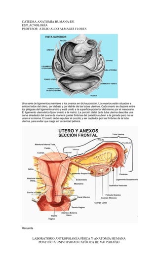 CÁTEDRA ANATOMÍA HUMANA EFI
ESPLACNOLOGÍA
PROFESOR ATILIO ALDO ALMAGIÀ FLORES




Una serie de ligamentos mantiene a los ovarios en dicha posición. Los ovarios están situados a
ambos lados del útero, por debajo y por detrás de las tubas uterinas. Cada ovario se dispone entre
los pliegues del ligamento ancho y está unido a la superficie posterior del mismo por el mesovario.
El ligamento uterovárico fija el ovario a la matriz. La porción distal de la tuba uterina describe una
curva alrededor del ovario de manera quelas fimbrias del pabellon cubren a la gónada pero no se
unen a la misma. El ovario debe expulsar al ovocito y ser captados por las fimbrias de la tuba
uterina, para evitar que caiga en la cavidad pélvica.




Recuerda



         LABORATORIO ANTROPOLOGÍA FÍSICA Y ANATOMÍA HUMANA
            PONTIFÍCIA UNIVERSIDAD CATÓLICA DE VALPARAÍSO
 